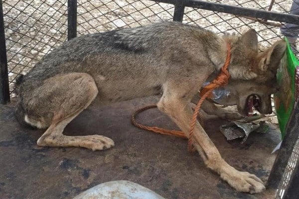 فتكت بـ 15 من أغنامه.. شاب يصطاد أنثى ذئب دون سـلاح ويحتفظ بها في حظيرته