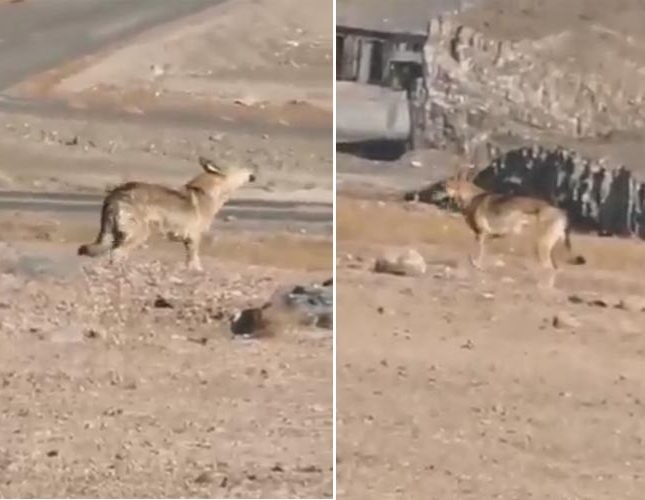 شاهد: ذئب جائع يداهم العاقول بالمدينة