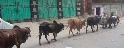 بطريقة غريبة.. يمنيون يتفاجئون بسرقة اضحيتهم صباح يوم العيد والتفاصيل مدهشة