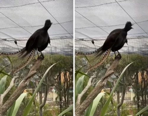 شاهد طائر يثير الدهشة بقدرته على تقليد صوت بكاء الرضيع