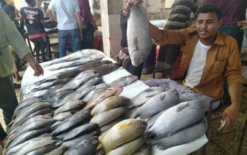 الحكومة اليمنية تصدر قرارا بحظر تصدير الأسماك الطازجة (وثيقة)
