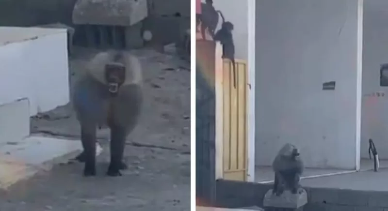 في عز النهار ..مواطن سعودي يطلب انقاذه من الحيوانات المقترسه داخل المحلات التجارية..فيديو