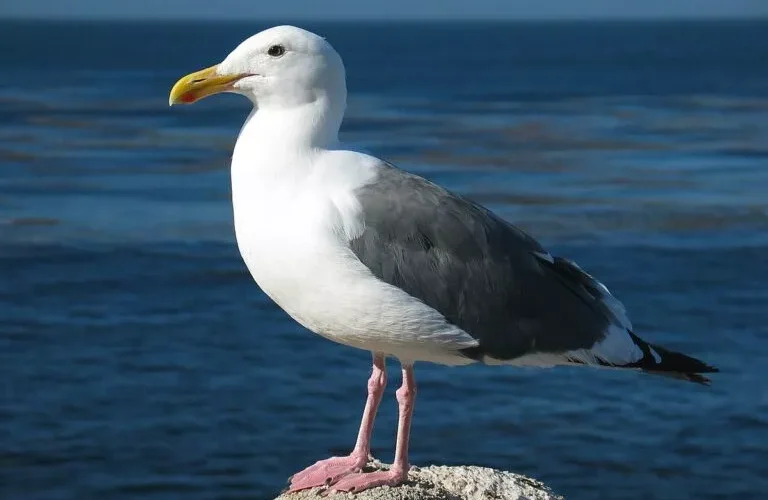 فيديو متداول.. طائر يتناول سنجاباً بسرعة هائلة.. كيف نجح في هضمه؟