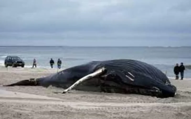 حادثة مأساوية حيّرت العلماء.. العثور على 23 حوتًا عملاقًا نافقًا وجيفها مرمية على الشاطئ (صور)