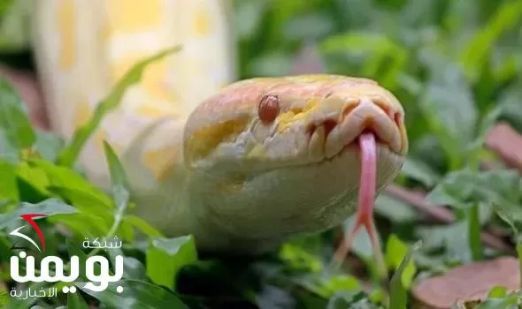 فيديو مروع لثعبان عملاق التهم بقرة بقضمة واحدة وبعد ان التهمها انفجرت داخل بطنه كالقنبلة