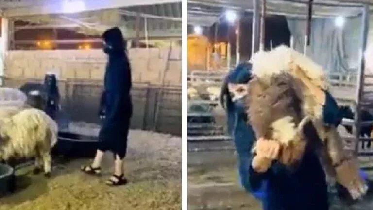 شاهد: سعودية حسناء تختار خروف العيد بطريقة مثيرة