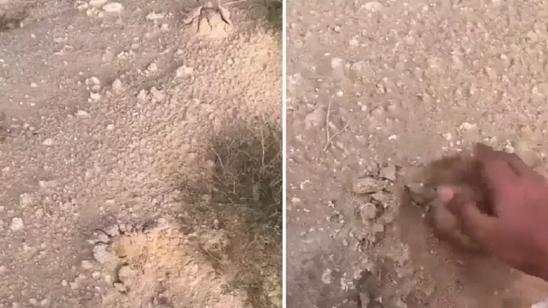 فيديو مرعب من الكويت لنبش المقابر بحثاً عن الفقع ..