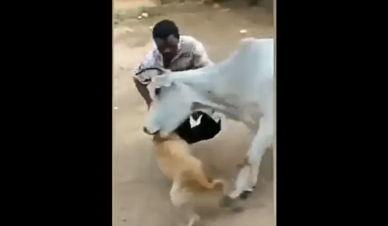 شاهد في حادثة غريبة رجل اعتدا على كلب فحصل ما لم يتوقعه احد