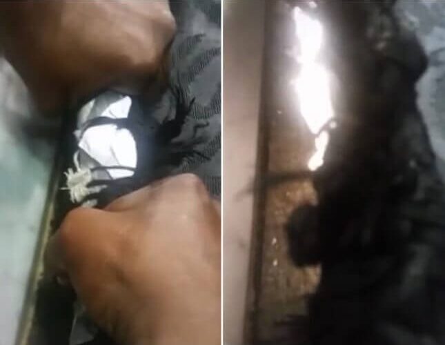 شاهد: حقيقة العثور على “طلاسم سحرية” مربوطة في الكعبة أثناء تعقيم صحن المطاف!