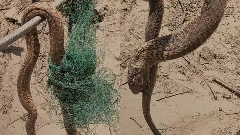 الفيديو الكامل لمعركة مزارع سعودي مع ثعبان عملاق في نجران ونهاية المعركة صادمة