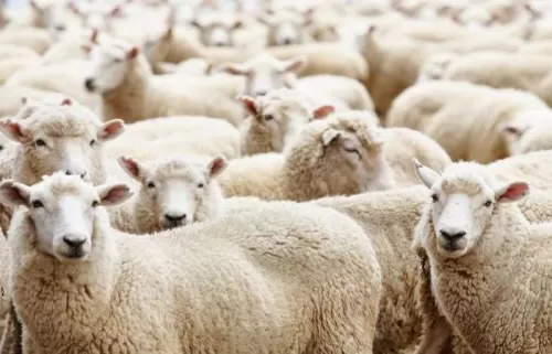 نصائح مهمة عند شراء أضحية العيد من أطباء بيطريين ومختصين