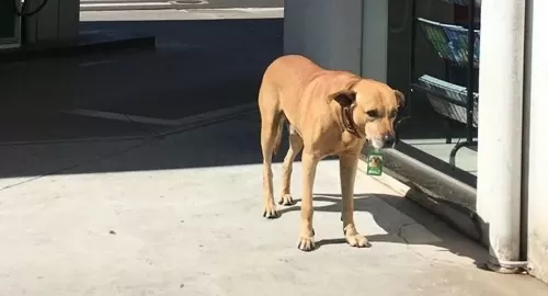 شاهد اجمل صور الوفاء من كلب يراقب صديقه وهو في غرفة العمليات ودموعه تنهمر