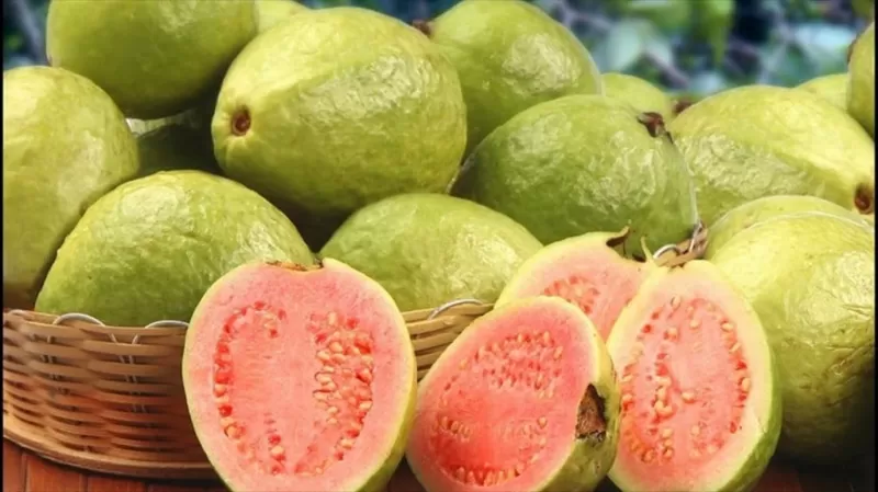 الجوافة معجزة وهدية من الله لمرضى السكري تخفض الجلوكوز وتحفز افراز الأنسولين وهذا افضل وقت لتناولها