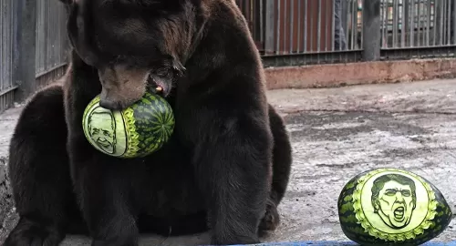 بالفيديو: بعد ان قضى سنوات في القفص وعند اطلاق سراحه كان يتحرك وكأنه في قفص صغير