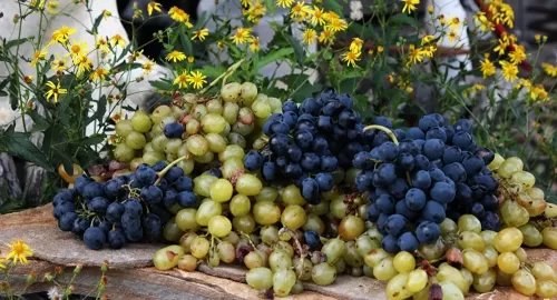 هذا ما يفعله تناول العنب في جسمك