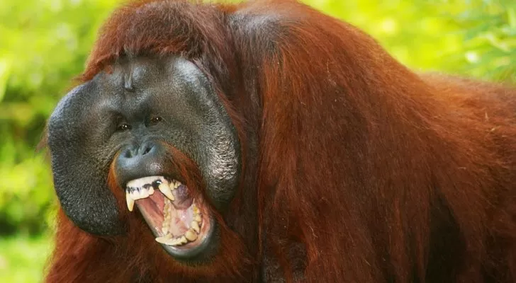 الكشف عن تفاصيل جديدة بخصوص قرد إنسان الغاب الذي هجم بشكل مرعب على شاب !!!