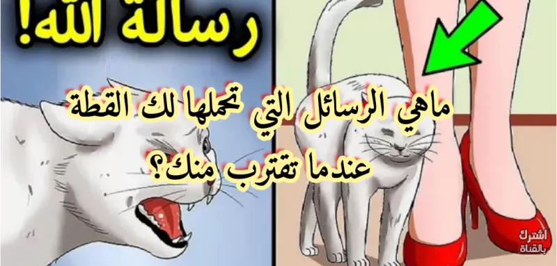 ثلاثة رسائل سماوية عندما تقترب منك قطة بهذا اللون