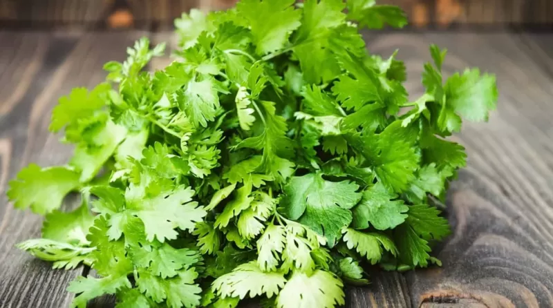 طهر ونظف جسمك من السموم مع الحفاظ على شبابك والسر في هذه العشبة رخيصة الثمن