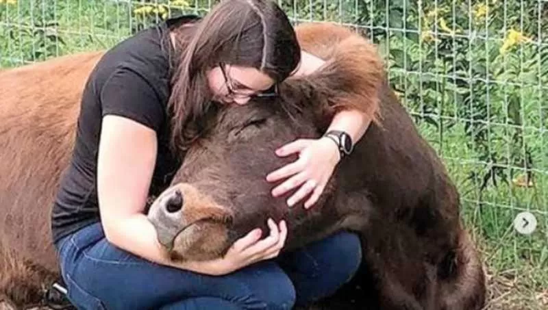 استبدال عيد الحب بيوم عناق البقر في الهند