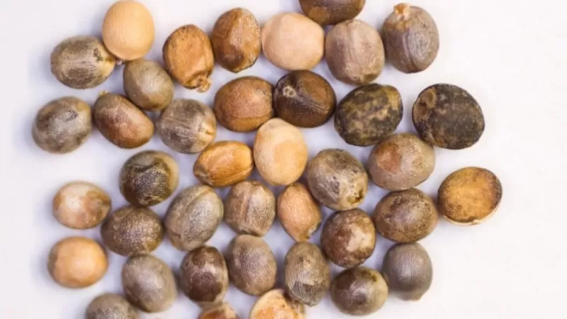 هذه العشبة هدية من الله لمن يعانون من النقرس والام المفاصل وقل وداعاً للمسكنات والأدوية