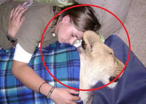 فتاة تُعاشر أسد دون خوف من أحد كل ليلة لمدة 7 أيام.. ولكن عندما وصلت إلى قمة النشوة حدثت مفاجأة مزلزلة !