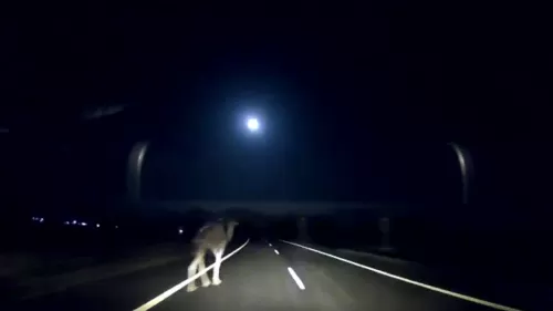 فيديو مروع من السعودية لجمل اعترض طريق شاحنة مسرعة وهكذا كانت النهاية