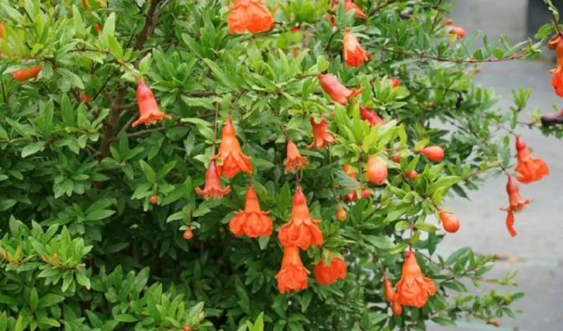 الوصفة المعجزة في كوب واحد من هذا المشروب علاج لأمراض السكري والسرطان والقلب ويحسن الخصوبة ويحمي من الزهايمر وله 12 فائدة أخرى مذهلة