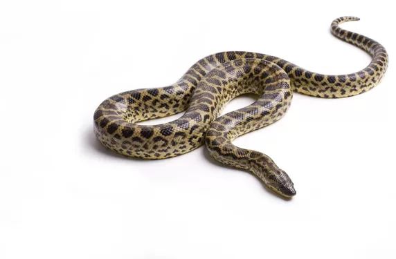 شاهد: ثعبان ضخم يقتل مواطن سعودي وهو يبحث عن الفقع في الصحراء ..