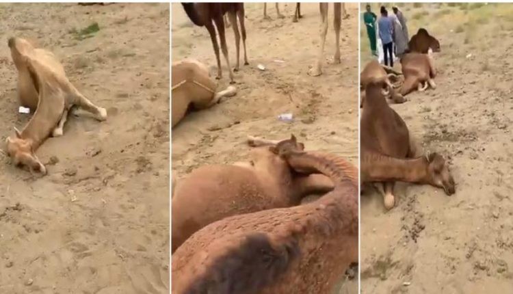 نفوق قطيع كامل من الإبل في السعودية لسبب غير متوقع