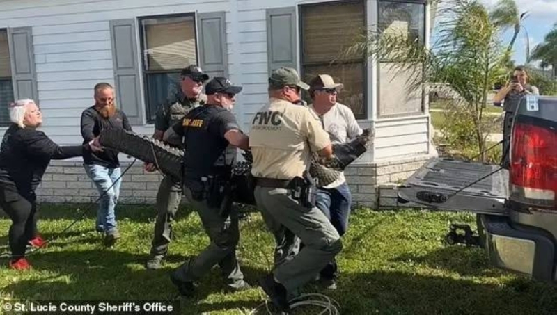 شاهد: تمساح يهاجم امرأة مسنة قبل لحظات من سحبها والتهامها وسط البحيرة