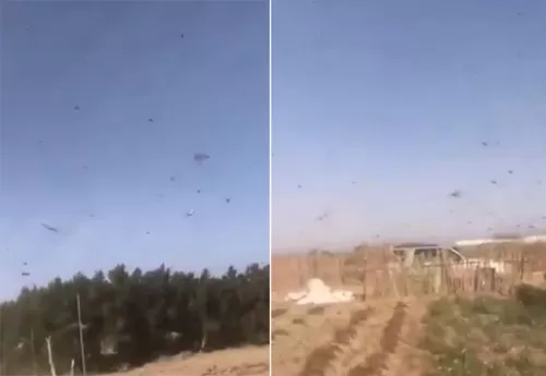 فيديو لأسراب جراد بكميات غير مسبوقة تجتاح السعودية وتحجب ضوء الشمس