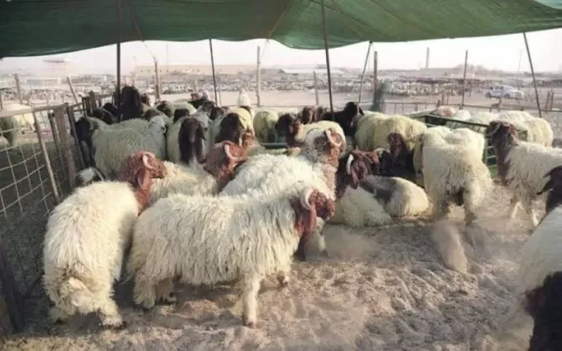 الفين ريال للخروف في السعودية وخبير يكشف عن السبب