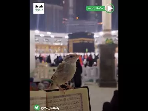 بالفيديو ..مشهد روحاني لعصفور فوق مصحف داخل الحرم يبعث على الطمأنينة والسكون
