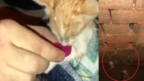 عملية انقاذ مكلفة جداً في السعودية لمساعدة اربع قطط وقعت في هذا المكان .. فيديو