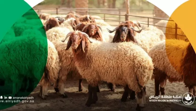 افضل عشرة مواقع لبيع الاضاحي في الرياض