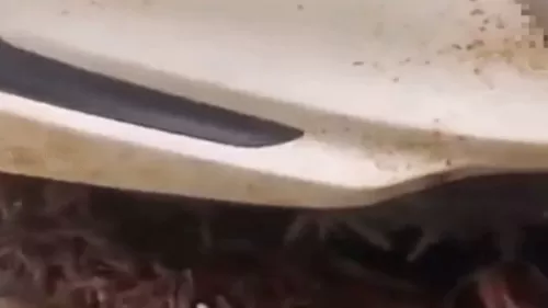 فيديو مدهش من السعودية للجراد يحتل سيارة بالكامل من كل مكان وصاحبها يعجز عن الوصول اليها
