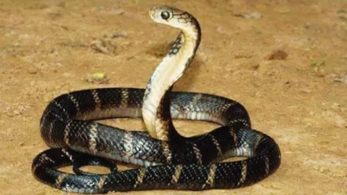 رجل هندي يعض ثعباناً حتى الموت لسبب صادم