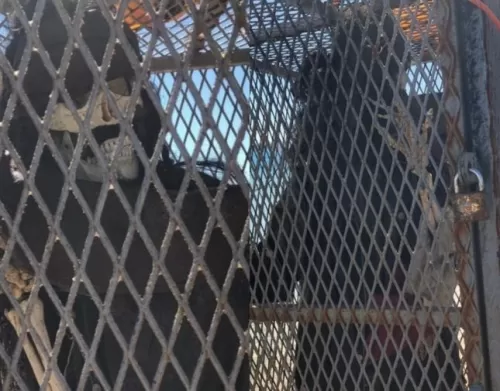 صورة صادمة لفتاة في السعودية عُثر عليها في قفص حديدي بعد تعذيبها لسنوات بطريقة بشعة