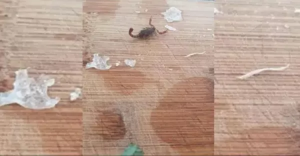 كائن مرعب وغير متوقع ينتظر سيدة في كيس بروكلي (صور)