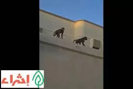 بالفيديو: قرود متوحشة تسيطر على اشهر احياء الرياض