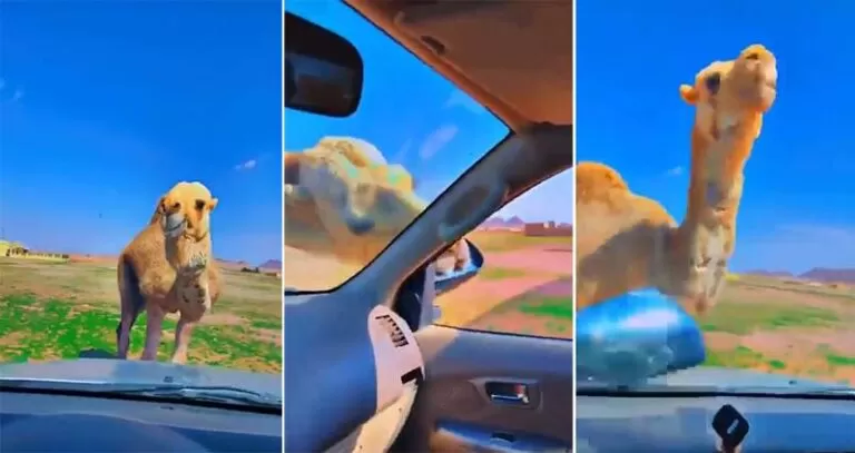 بالفيديو جمل هائج يحطم مركبة بإحدى مناطق السعودية