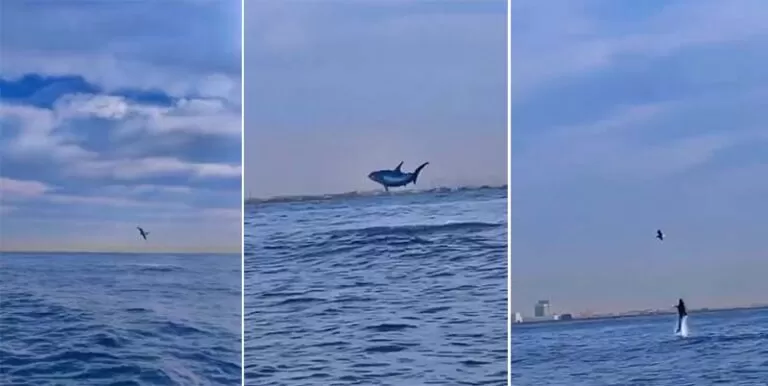 بالفيديو.. أسماك القرش تغزو اشهر شواطئ السعودية