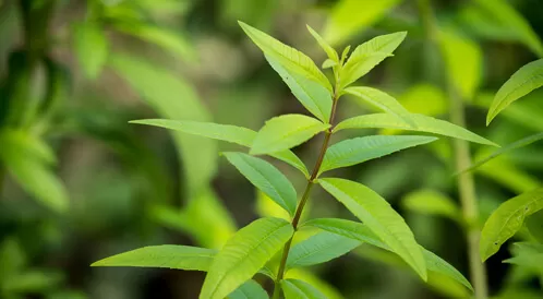 العشبة الطبيعية يعتبرها الاطباء هدية من الله لتطهير الكبد والكلى من السموم وتجديد كريات الدم والوقاية من اخطر مرض قاتل للرجال