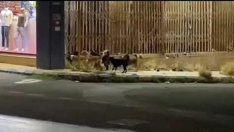 فيديو مروع من الطائف لقطيع من الكلاب الضالة يهاجم حي سكني وسقوط ضحايا