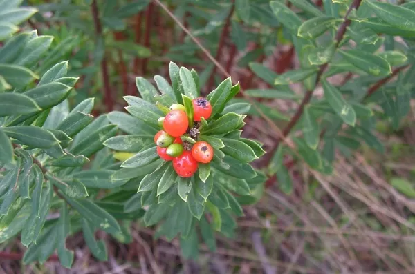 عشبة خارقة نادرة الوجود لكن قوتها جبارة في تنظيف القولون والتخلص من الامساك ووقف تساقط الشعر