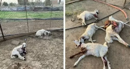 شاهد: هذا ما فعلته كلاب ضاله بقطيع من الغنم في السعودية