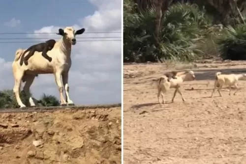 لن تتوقف عن الضحك من هذا الفيديو لقرد مغامر امتطى ظهر تيس متوحش