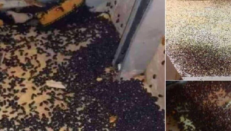 صراصير وخنافس وبق.. شاهد: جحافل من الحشرات تغزو لبنان