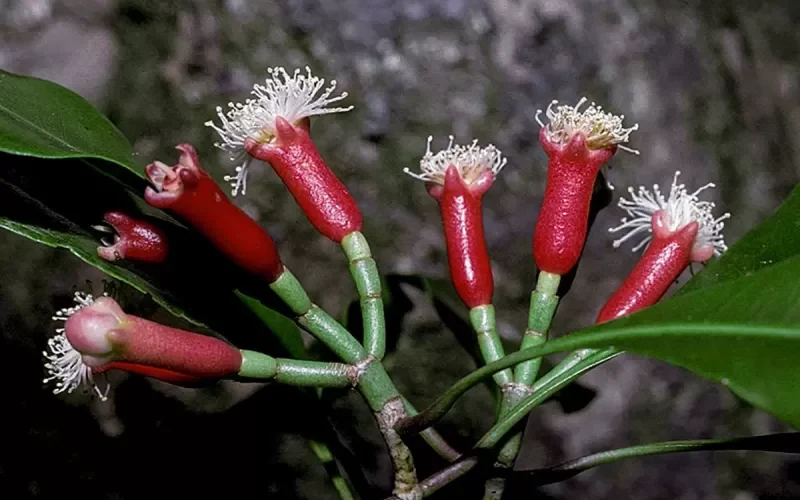 معجزة حقيقية تحدث في جسمك عندما تضع حبتين من القرنفل تحت لسانك