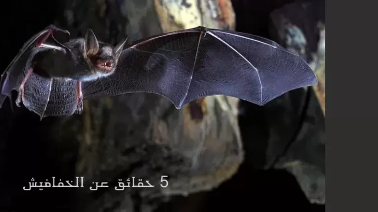 يصل عمرها لـ 30 عاماً.. 5 حقائق عن الخفافيش لم تسمع بها من قبل ومـخـتلفة تماماً عن الشائعات والخرافات “مصاصي الدماء”